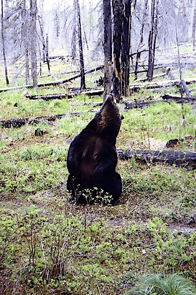 Grizzly bear rubbing on tree.