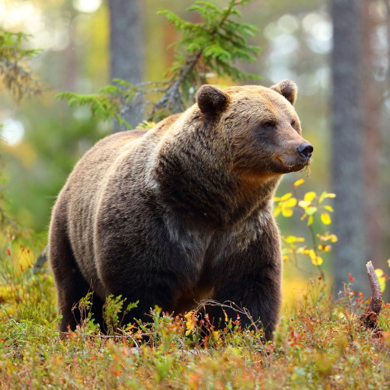 Grizzly Bear Letter