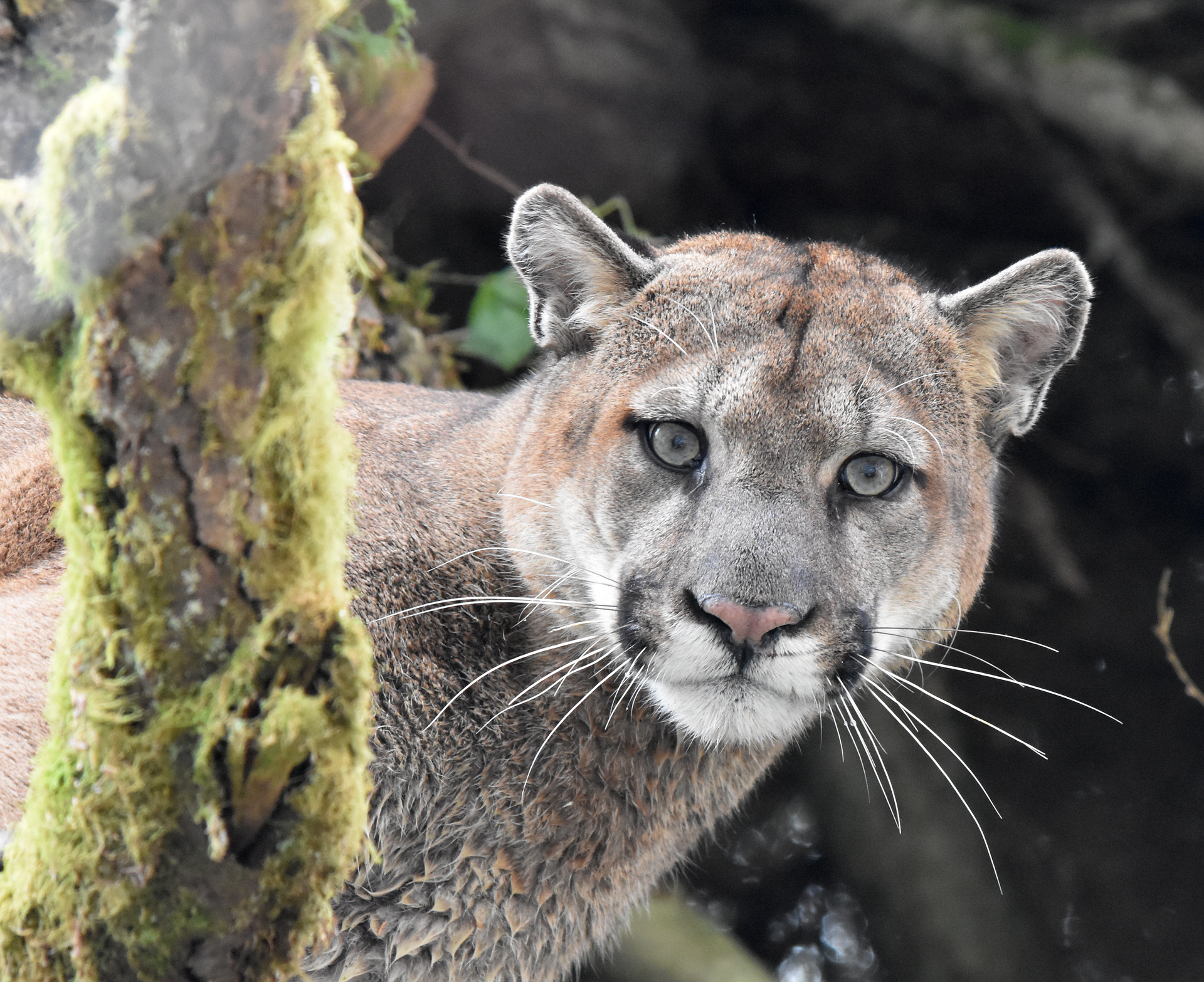 Mountain Lion Ethics Letter