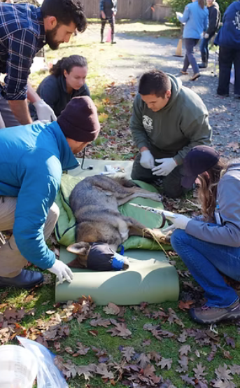 Global Wildlife Resources live course at Wolf Haven International near Olympia Washington.