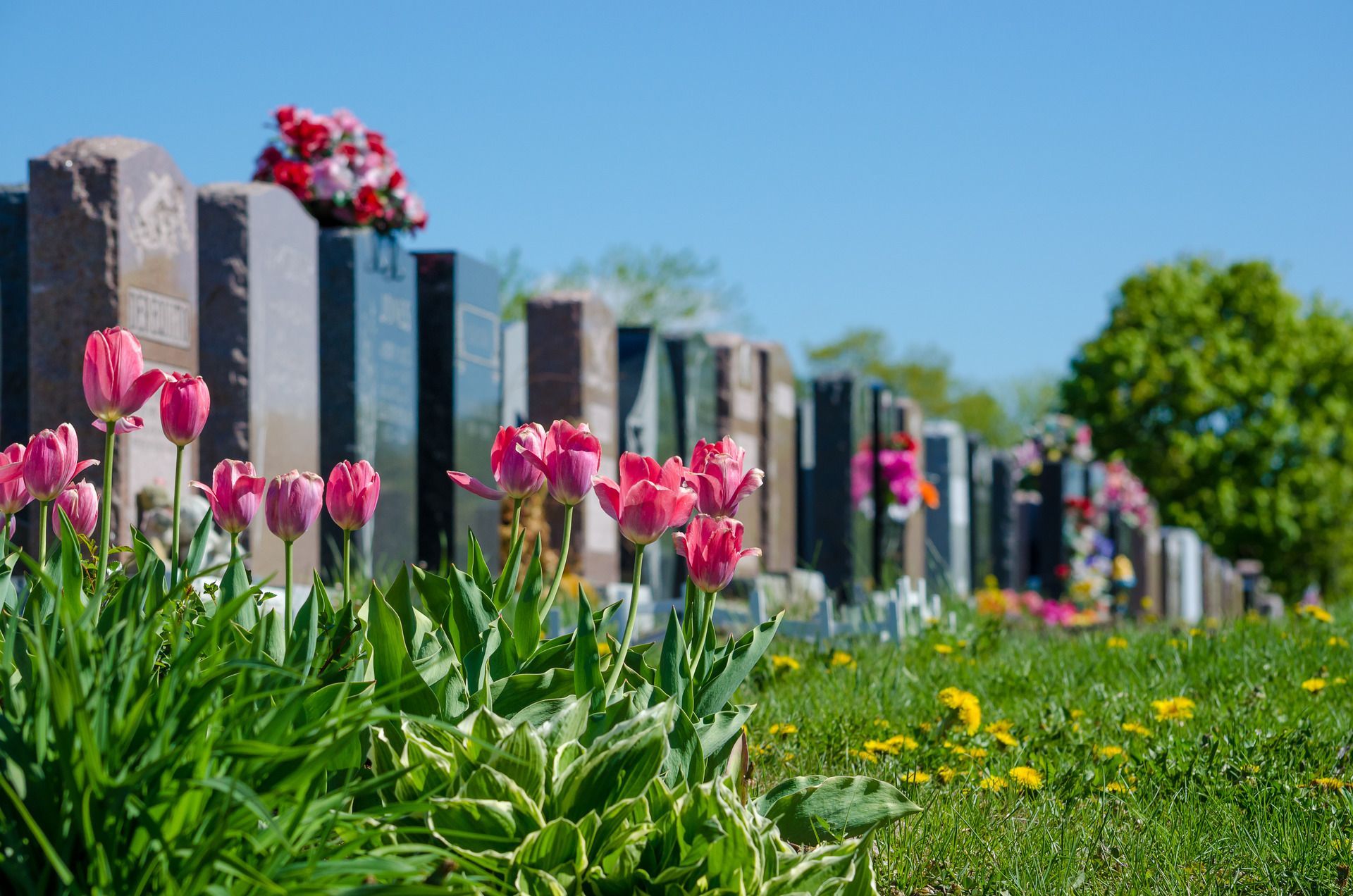 A red rose is sitting on a gravestone in a cemetery.