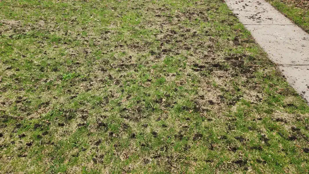 SilverBlade Lawn and Landscape