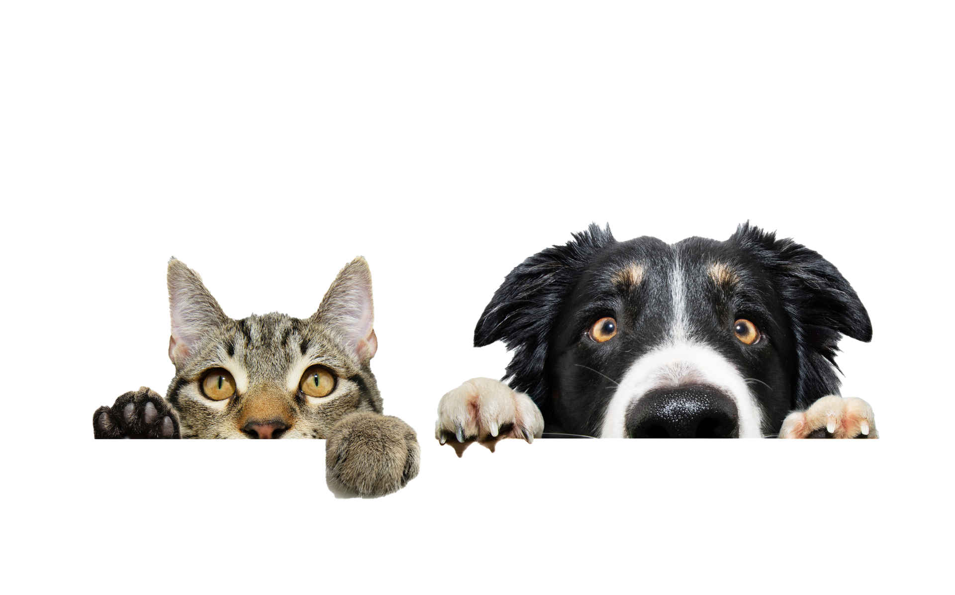Cat and dog peeking over a white surface. The cat is tabby, the dog is a border collie.