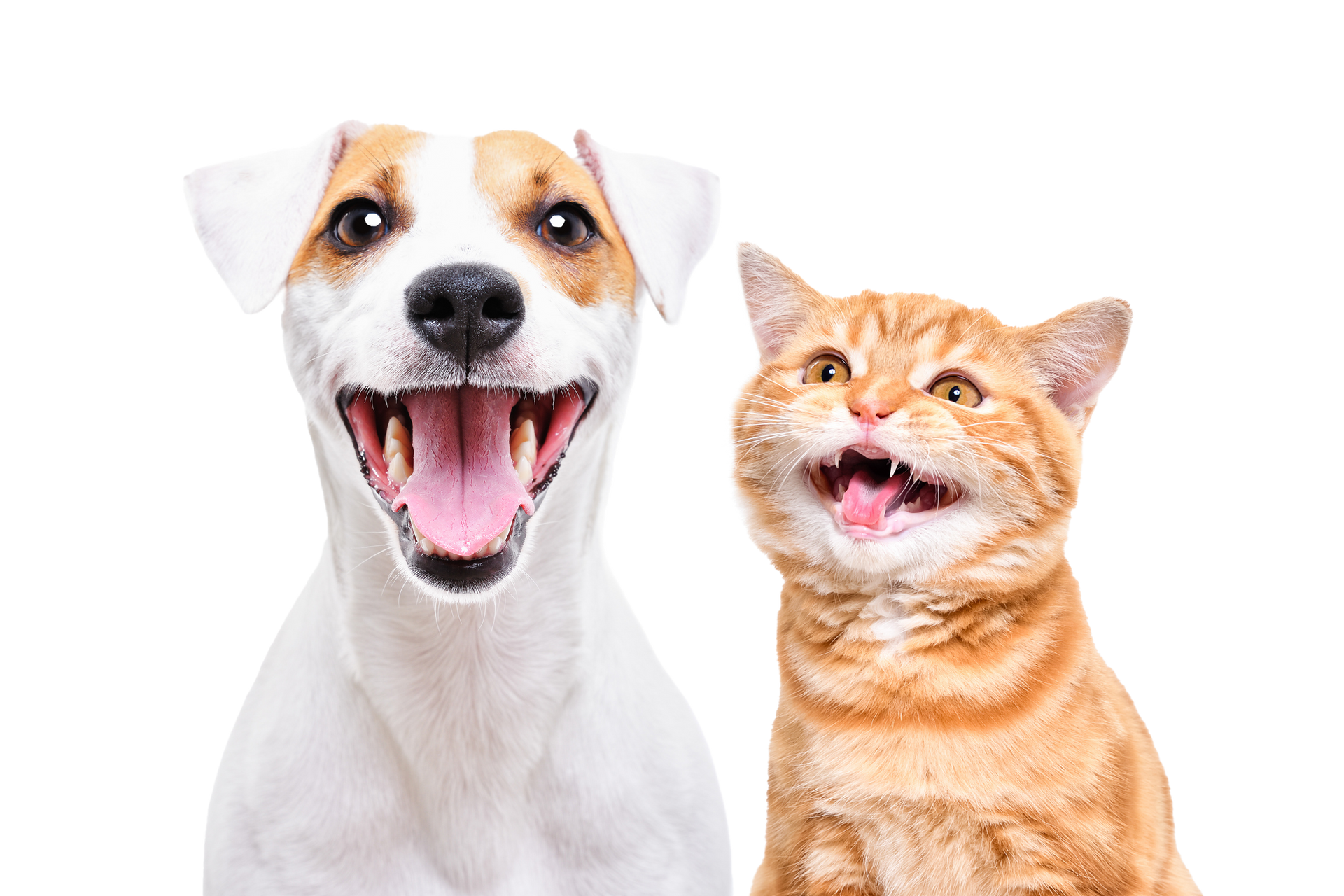 Happy dog and orange cat smiling side-by-side against a white background. The dog is white and tan, the cat is orange.
