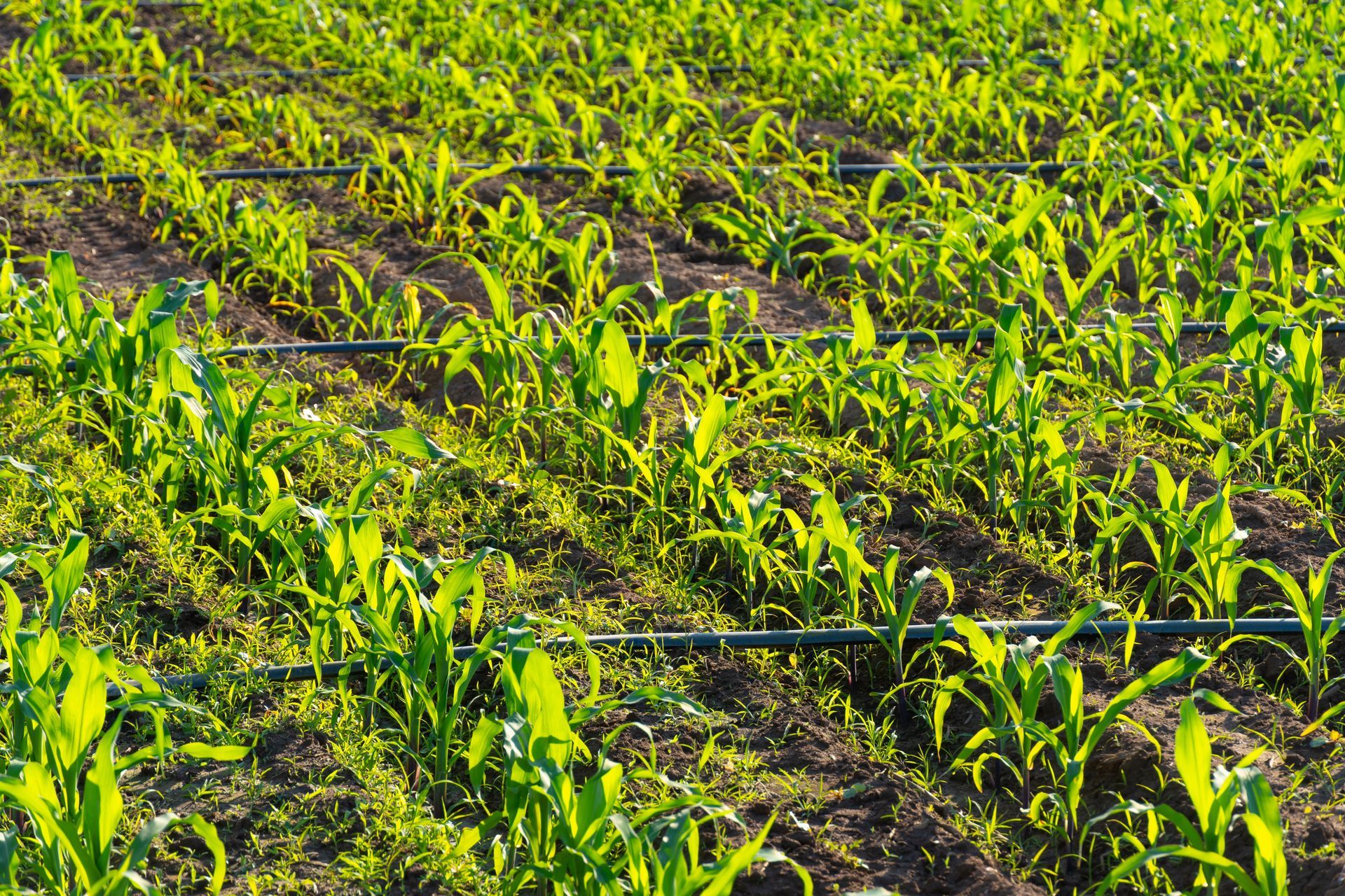 Rows of young green crops growing in dark soil — Taree Water Works in Taree, NSW