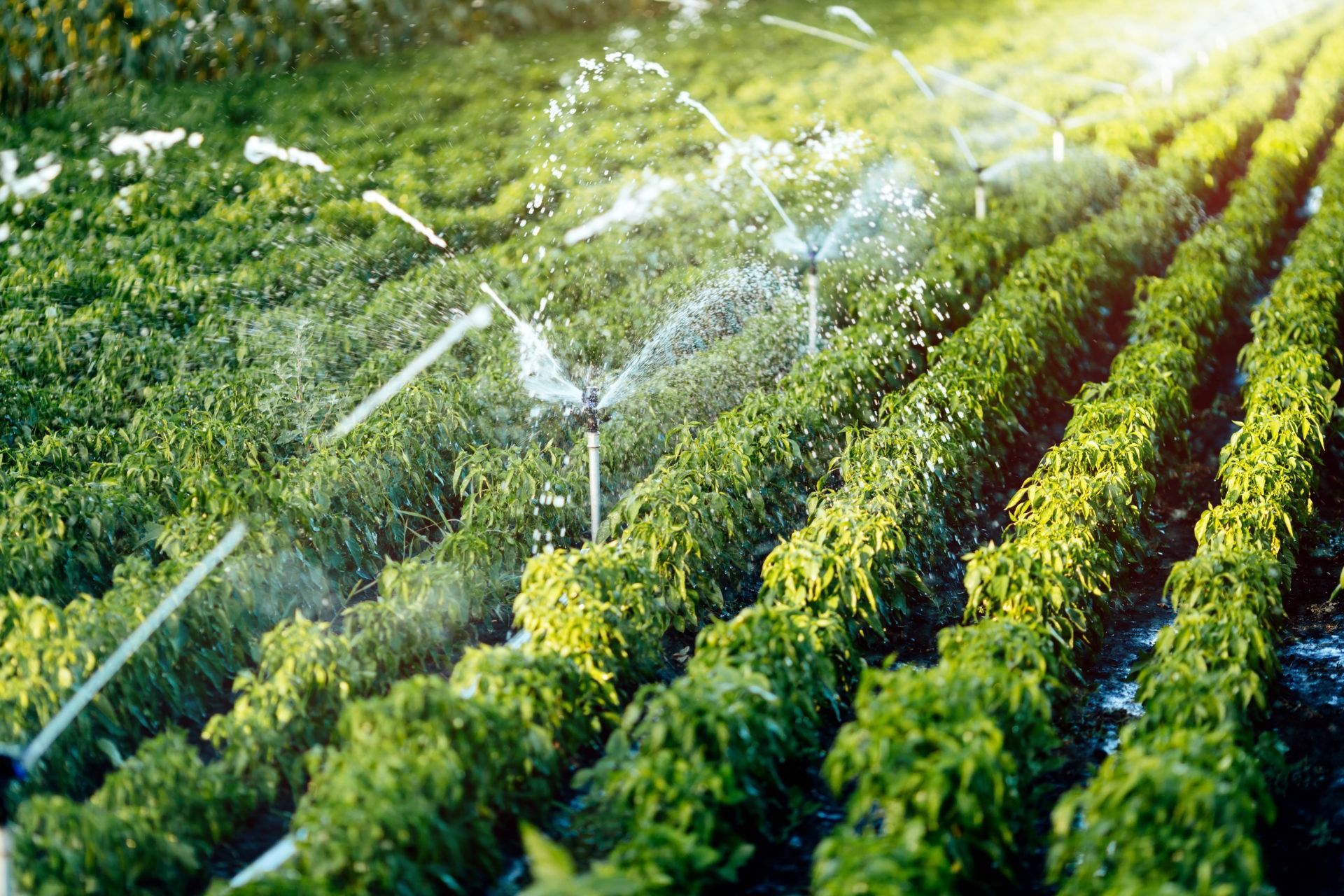 Irrigation sprinklers watering rows of green crops in a field — Taree Water Works in Taree, NSW