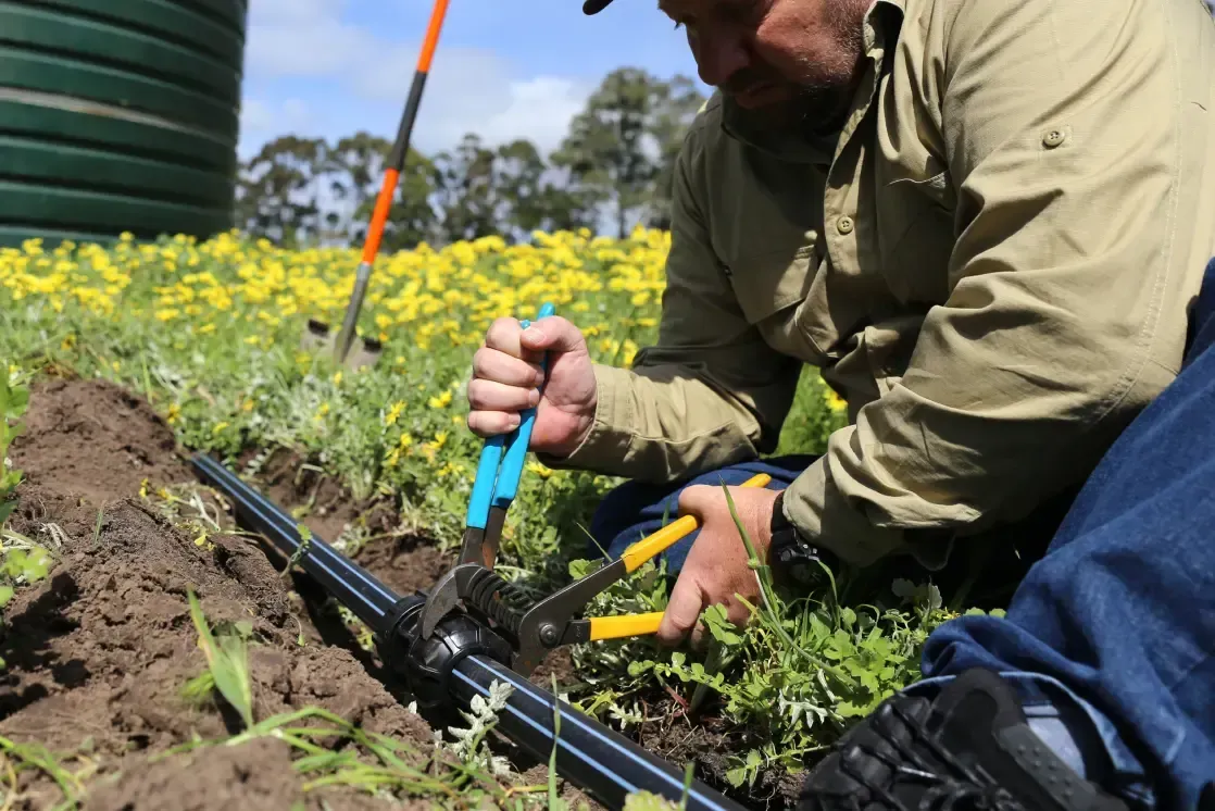 Worker Using a Blue Tool to Repair Irrigation Pipes in a Field Beside Yellow Flowers — Taree Water Works in Taree, NSW