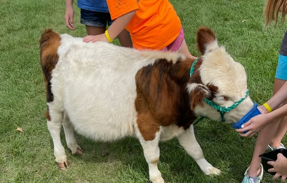 Baby Calf