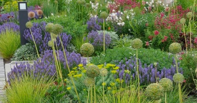 Colorful flower garden with purple, yellow, and pink blooms and lush greenery along a path