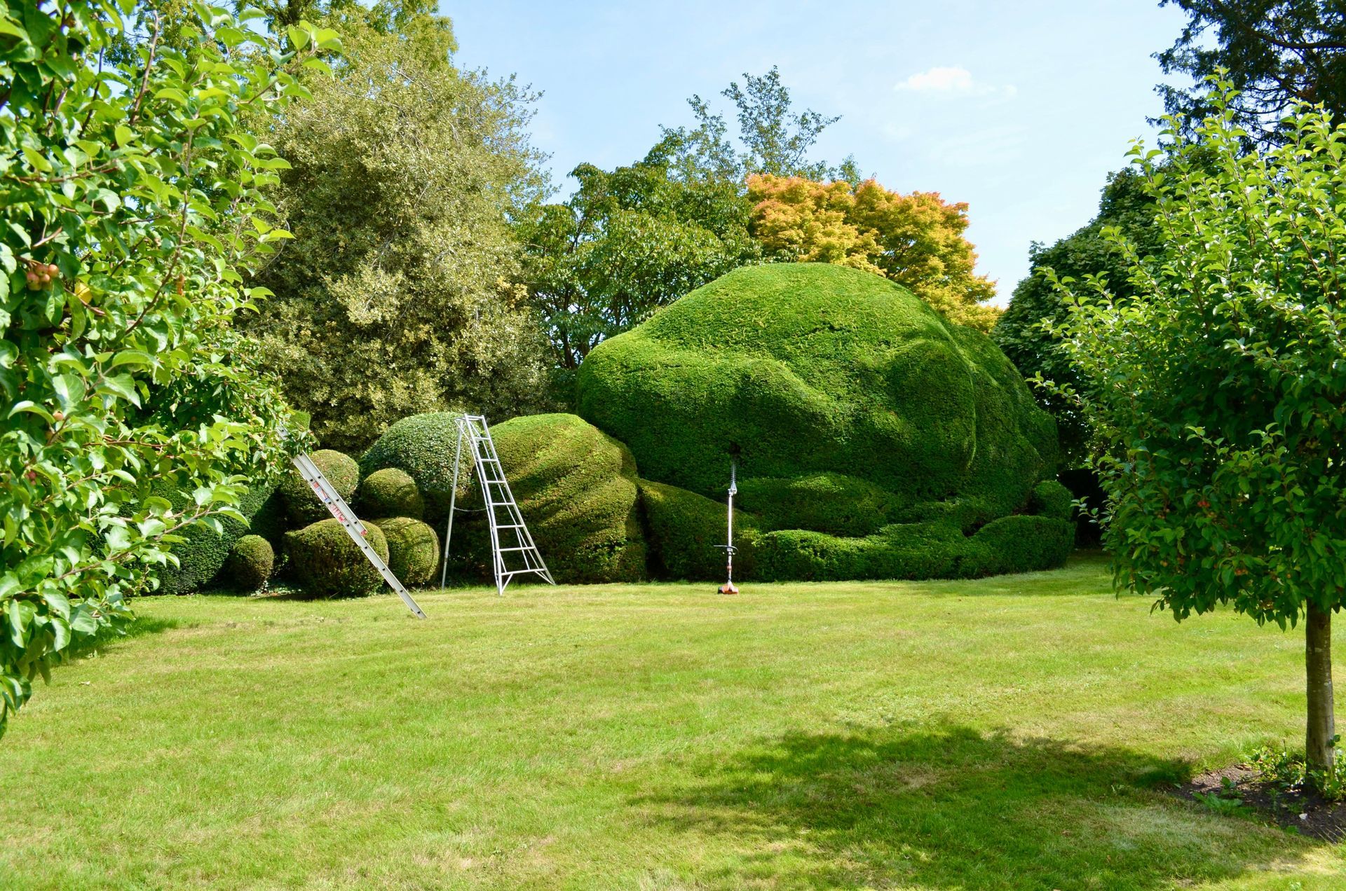 Lush green garden lawn with sculpted shrubs and a ladder among the bushes under a sunny sky