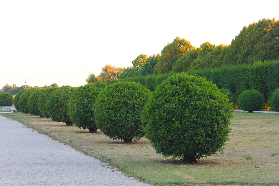 Row of neatly trimmed green shrubs along a gravel path at sunset