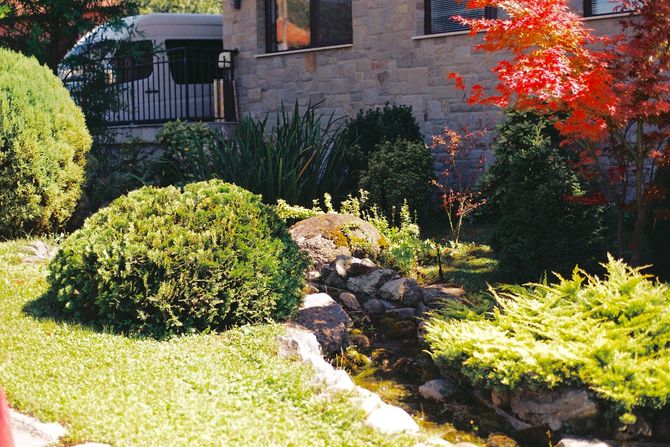 Sunny garden with green shrubs, a stone path, and a red maple tree beside a house