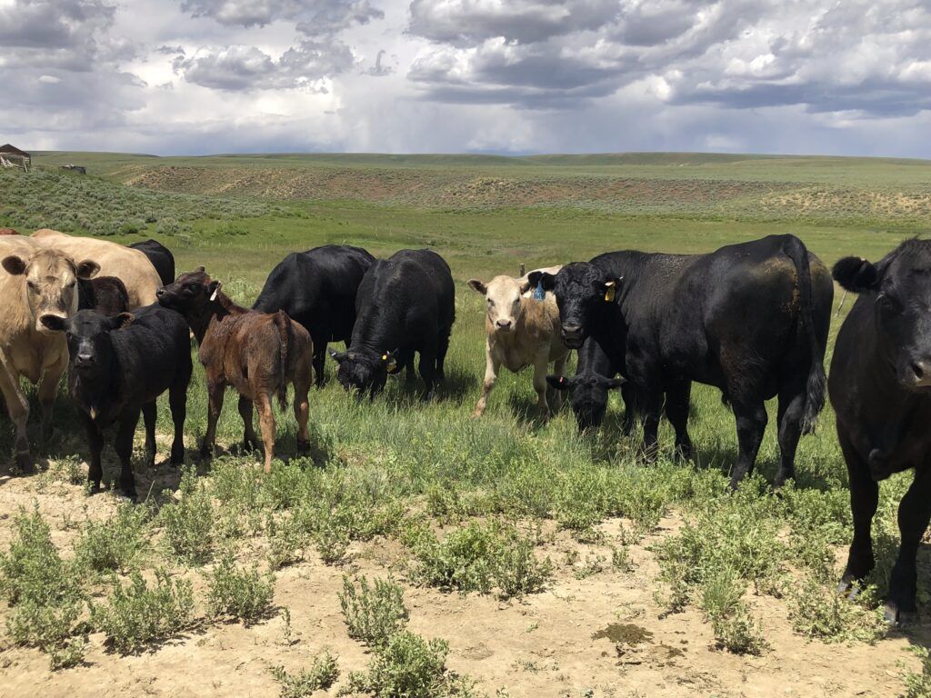 Herd of black and tan cattle grazing on a sparse grassy plain under cloudy sky