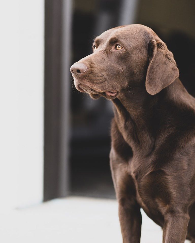 Brown dog standing indoors, looking left with alert expression.