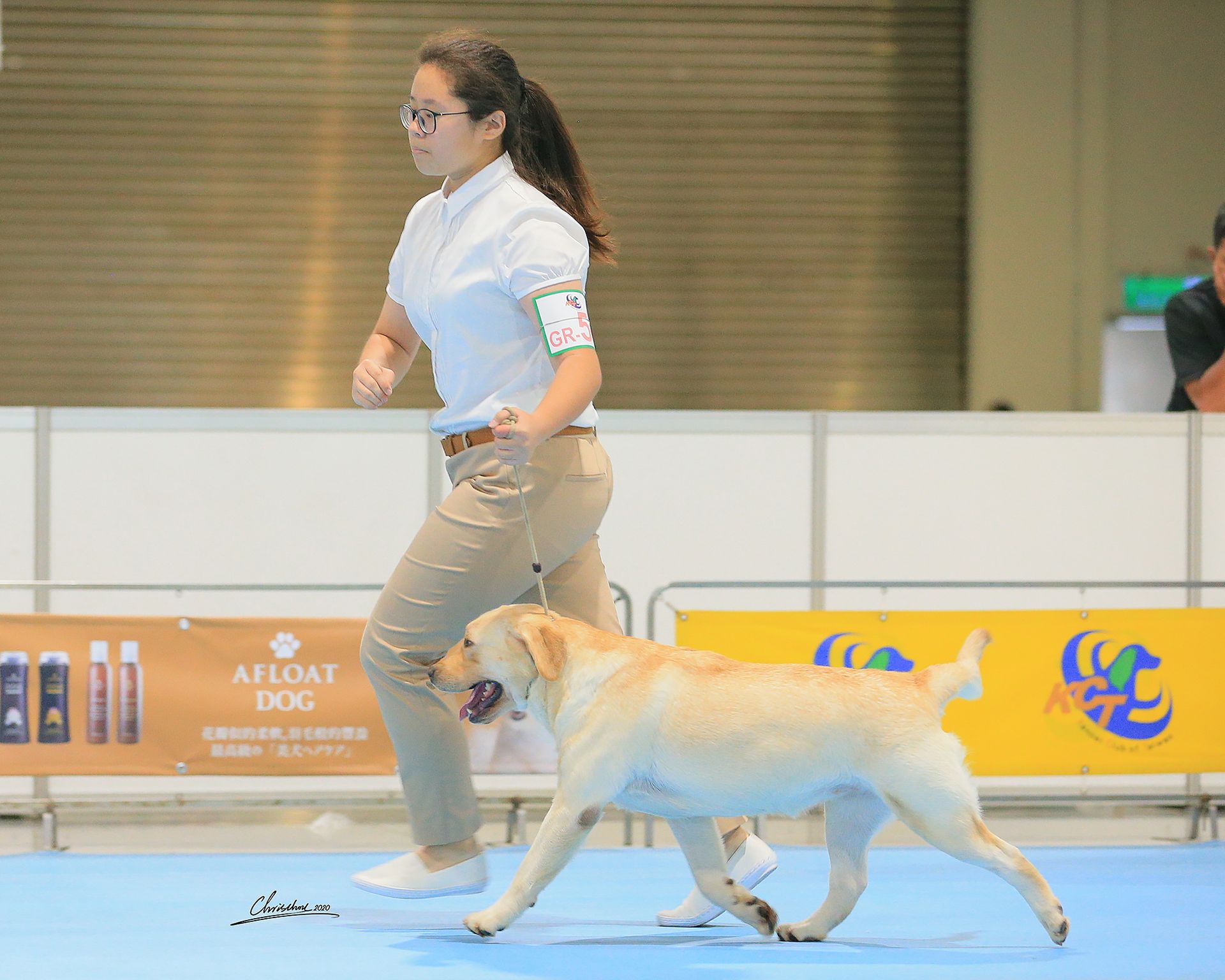 上首尾拉不拉多犬 Angela 照片