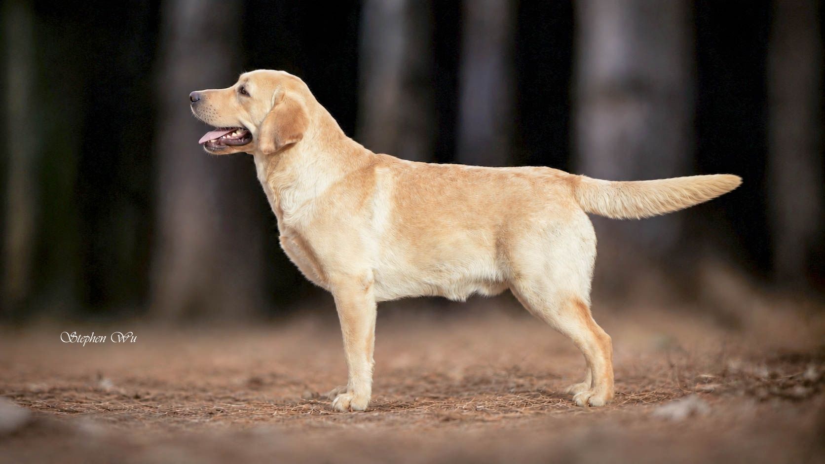 上首尾拉不拉多犬 Asa 照片