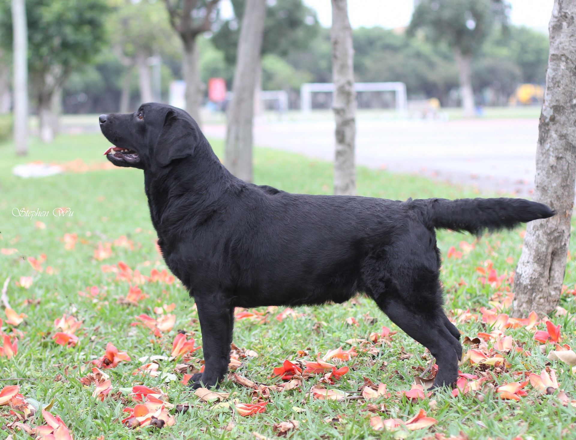 上首尾拉不拉多犬 Bark 照片