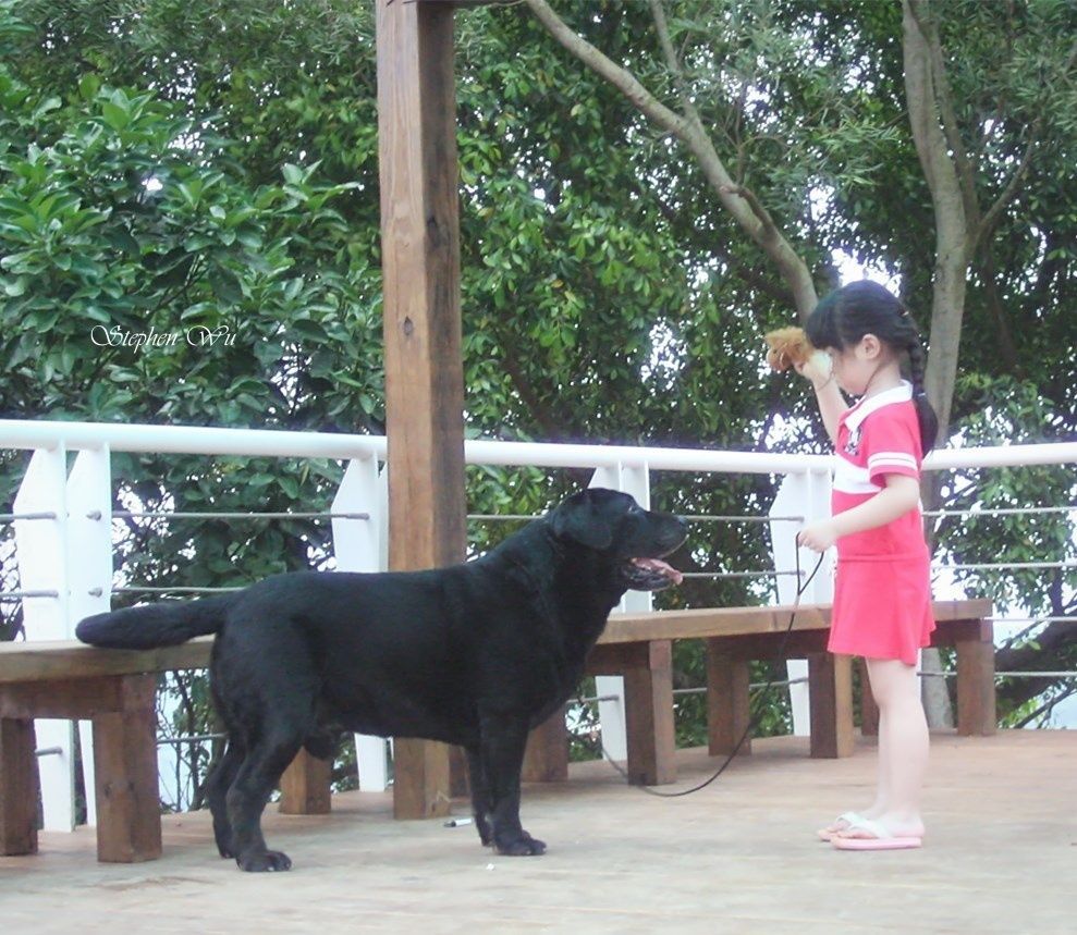 上首尾拉不拉多犬 Gambler 照片