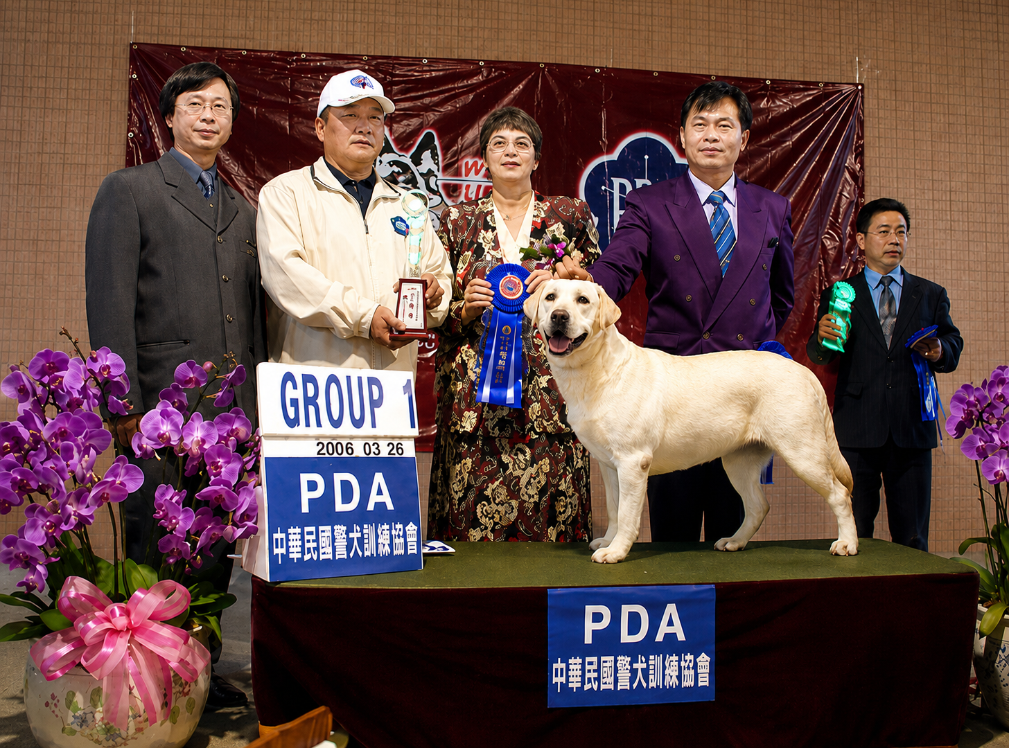 上首尾拉不拉多犬 Cotton 照片