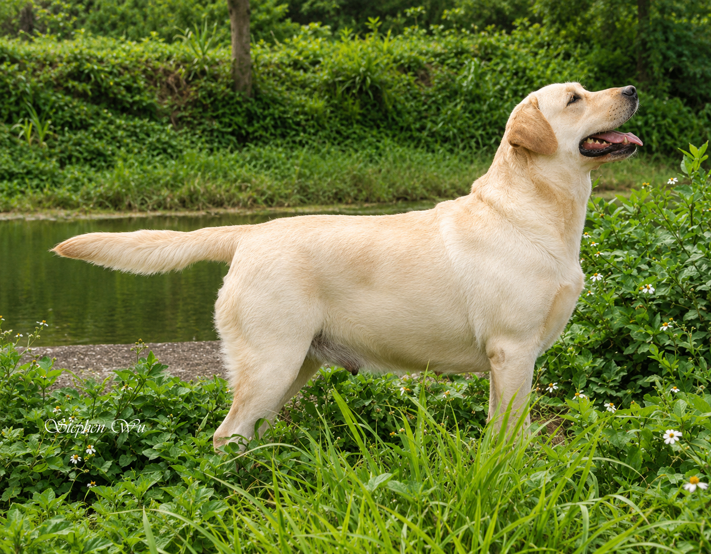 上首尾拉不拉多犬 Cotton 照片
