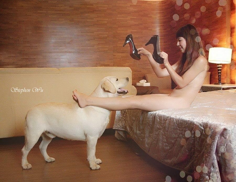 上首尾拉不拉多犬 Eric 照片