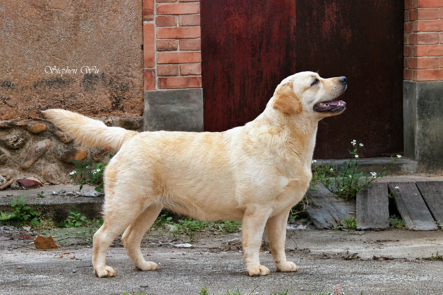 上首尾拉不拉多犬 Gun 照片