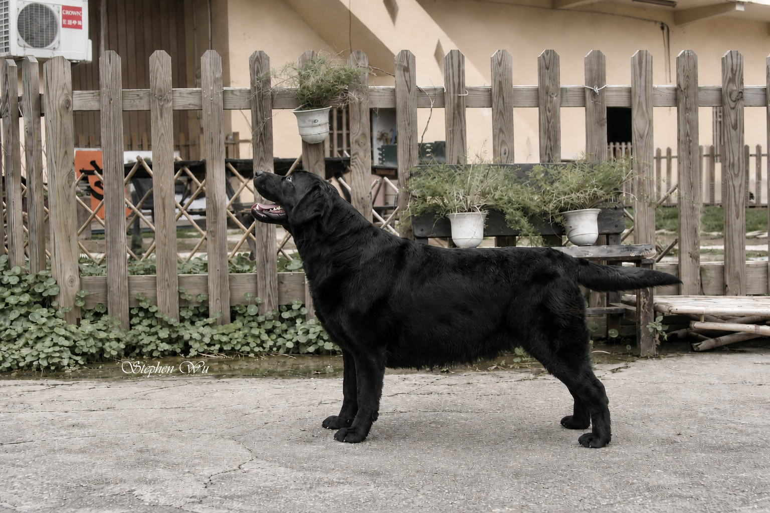 上首尾拉不拉多犬 Holly 照片