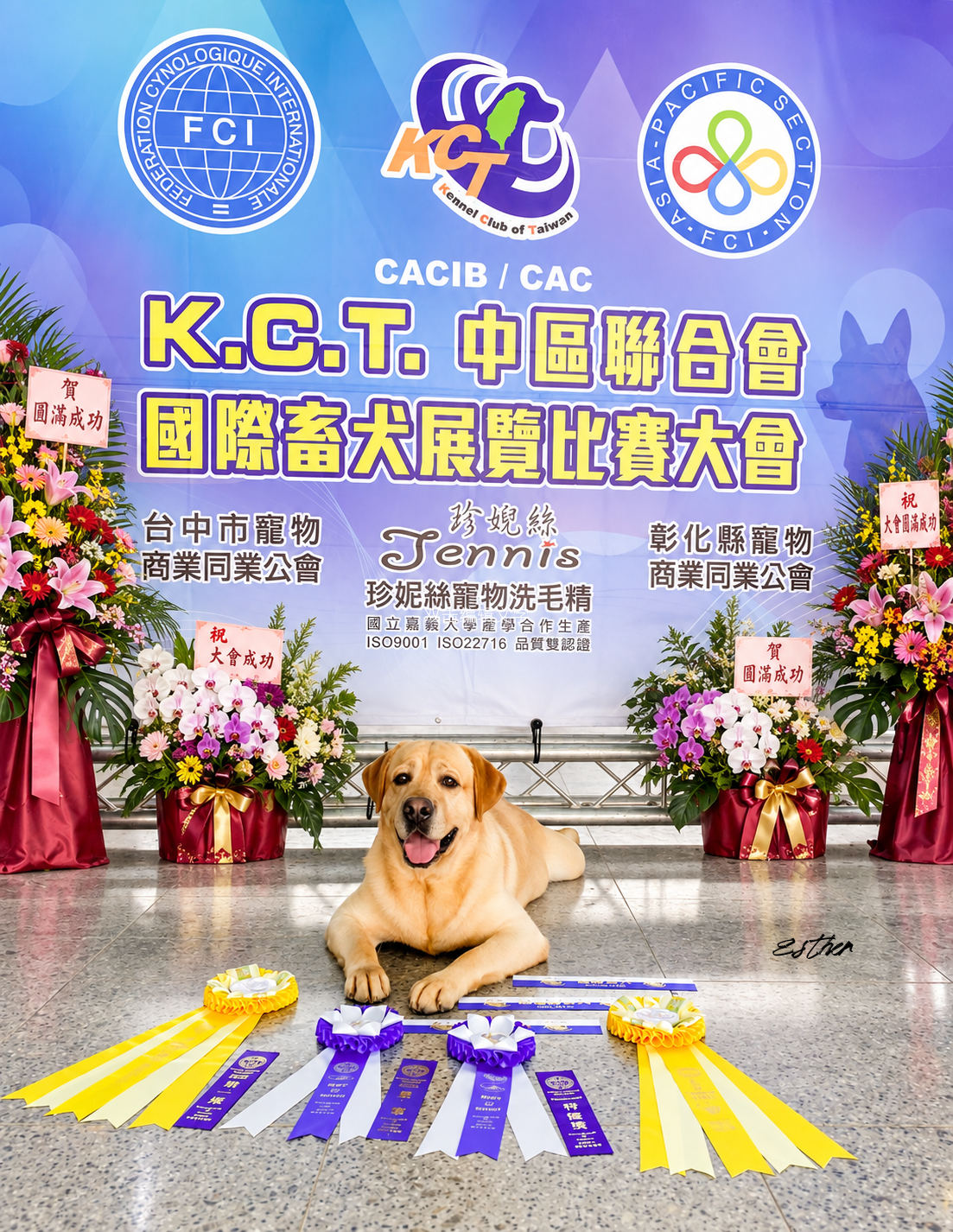 上首尾拉不拉多犬 Joking 照片