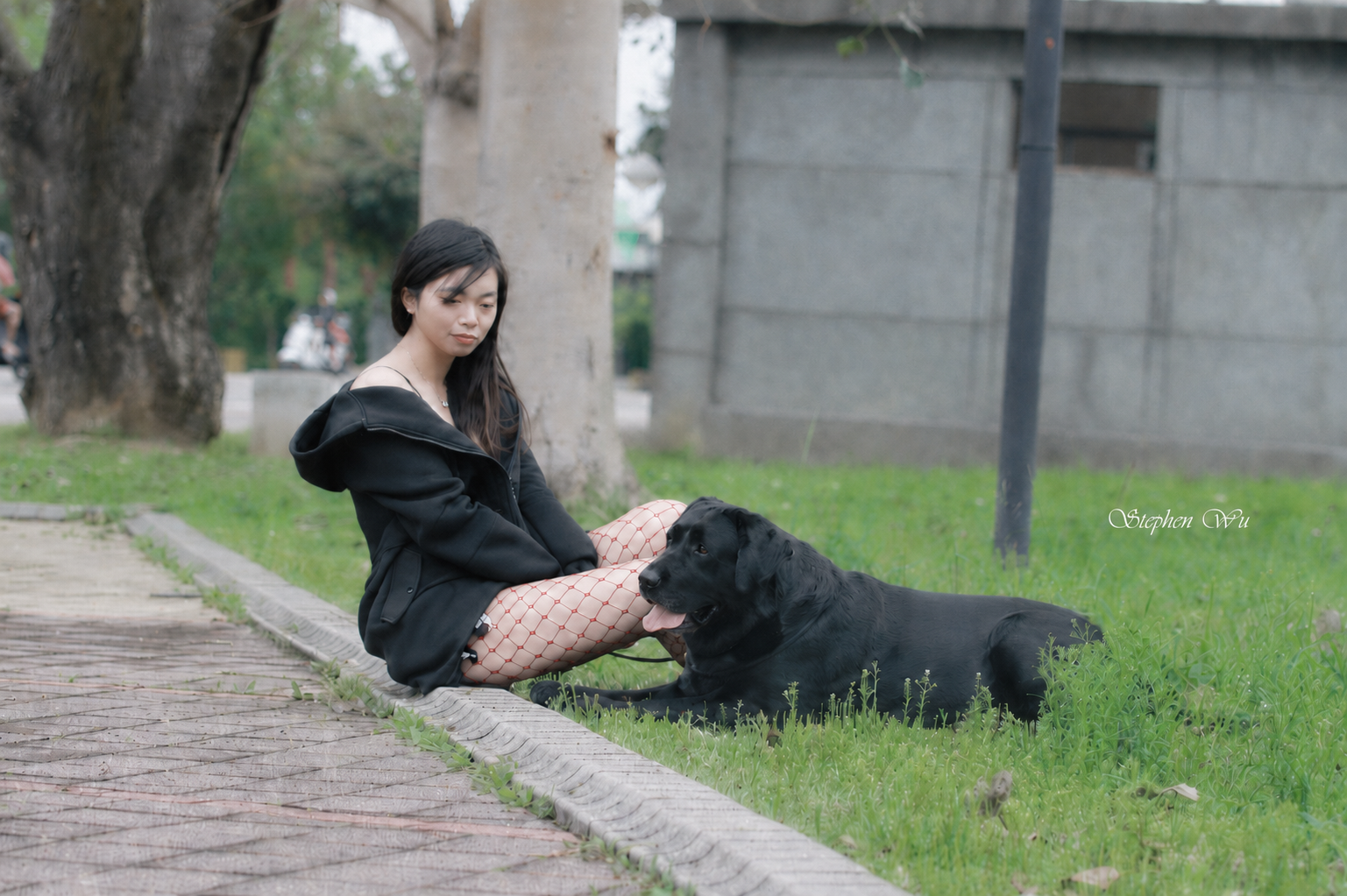 上首尾拉不拉多犬 QQ 照片