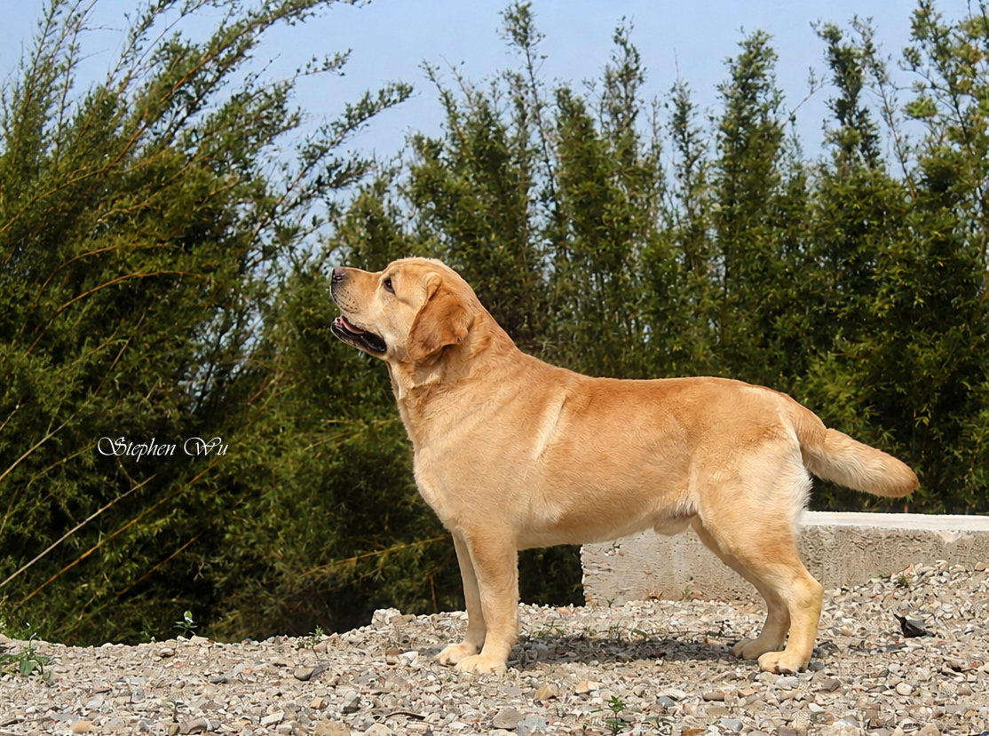 上首尾拉不拉多犬 Recon 照片
