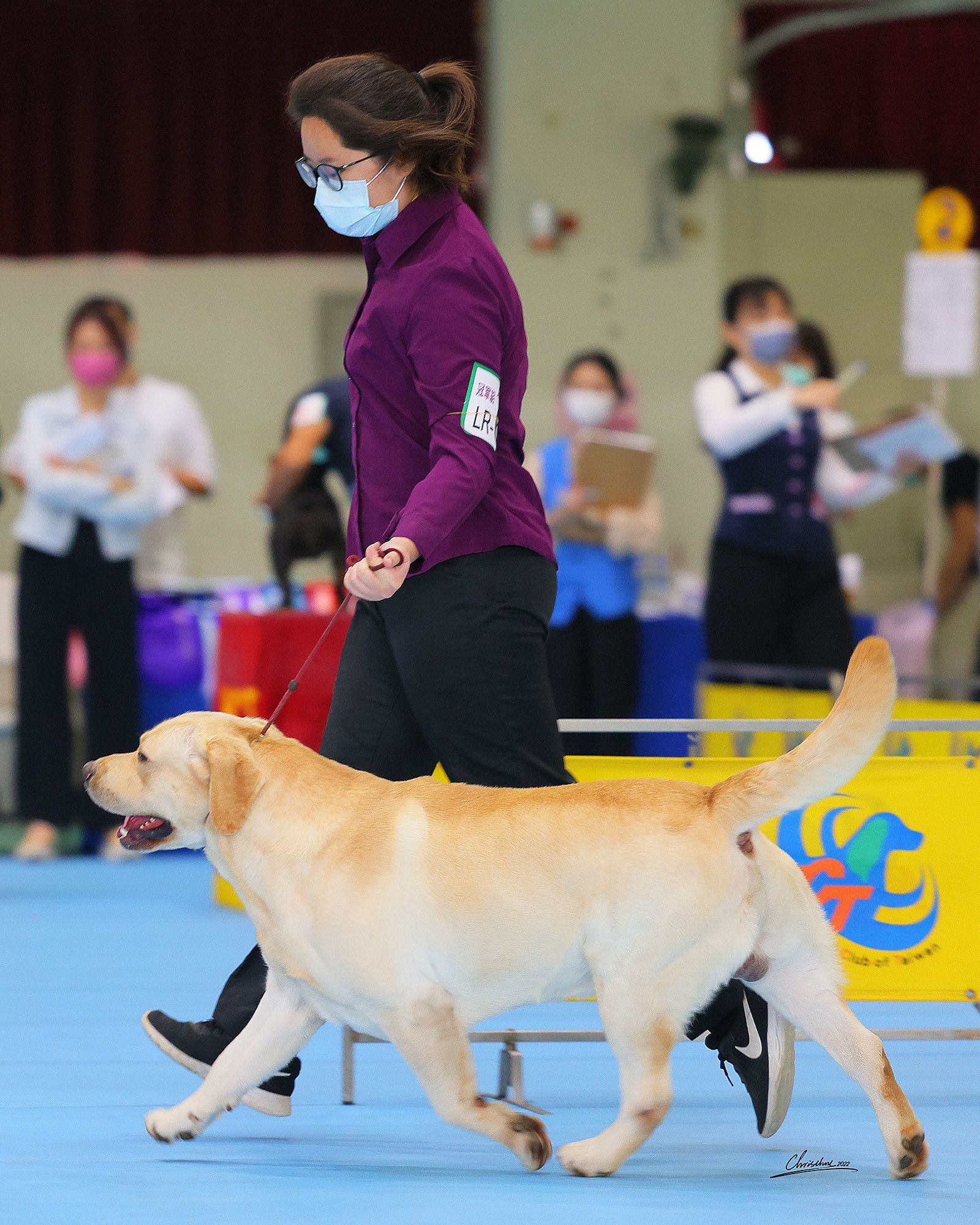上首尾拉不拉多犬 Shaking 照片