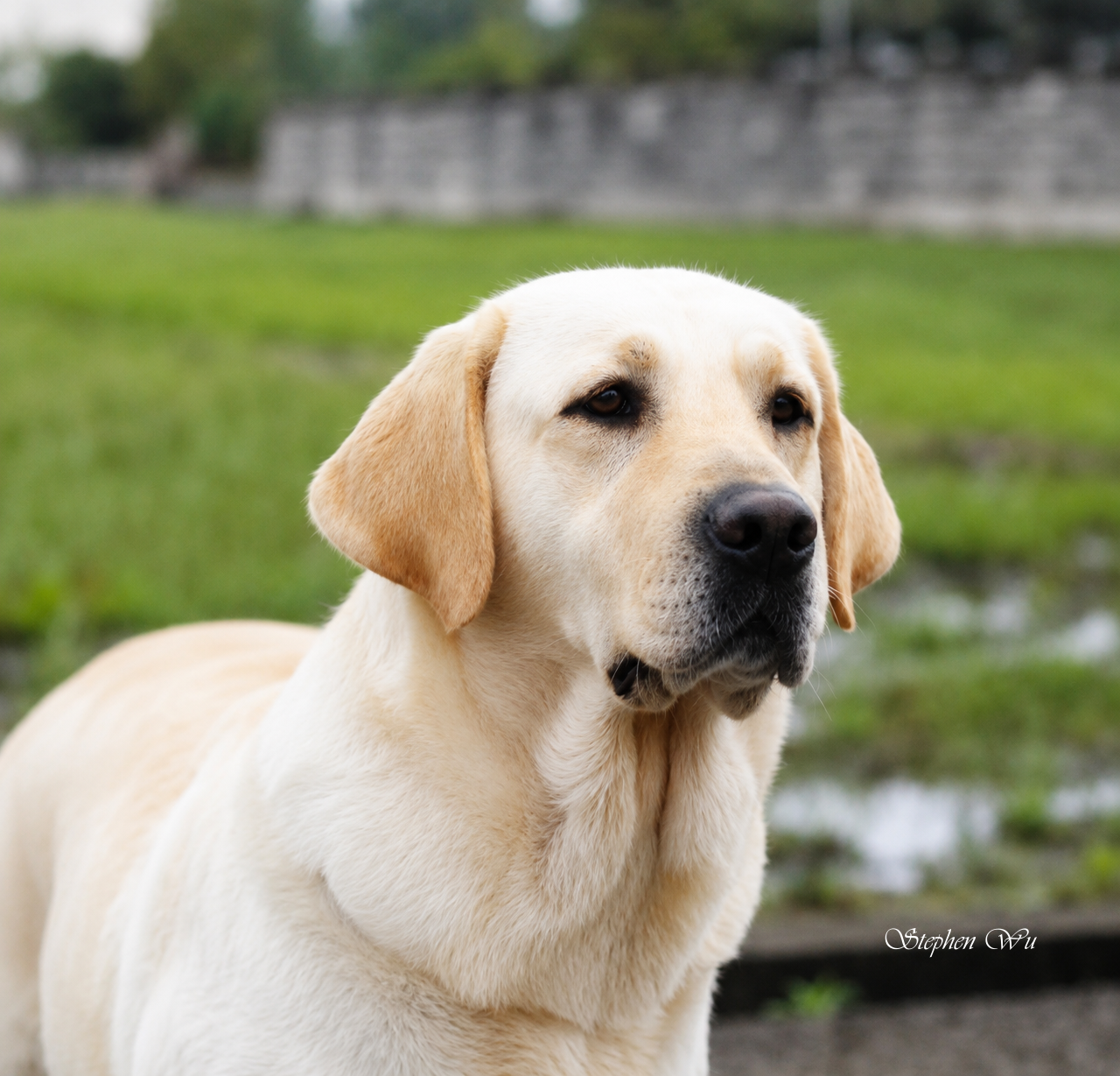 上首尾拉不拉多犬 Winkle 照片
