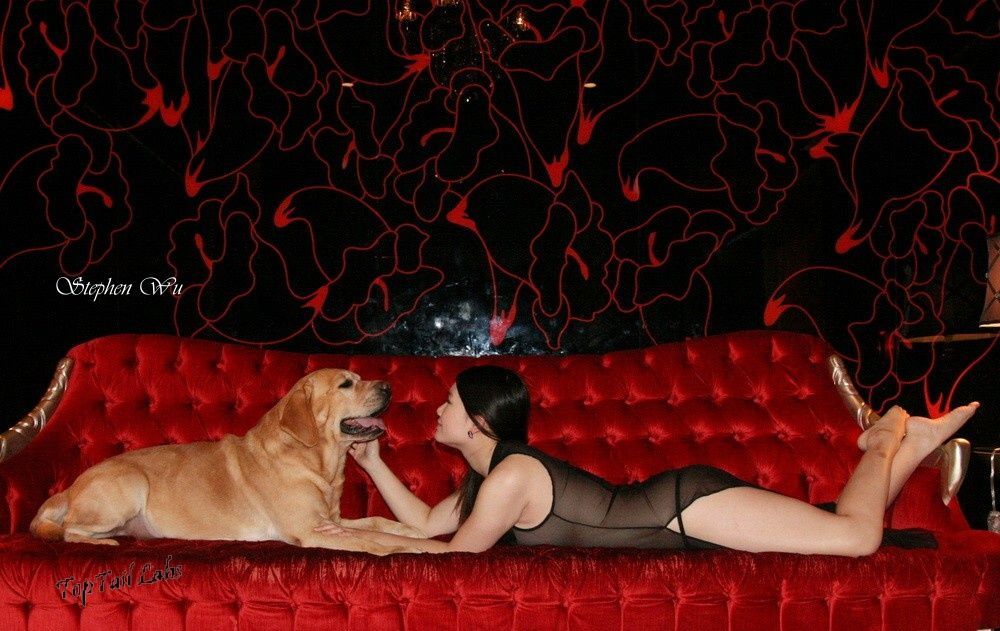 上首尾拉不拉多犬 Recon 照片
