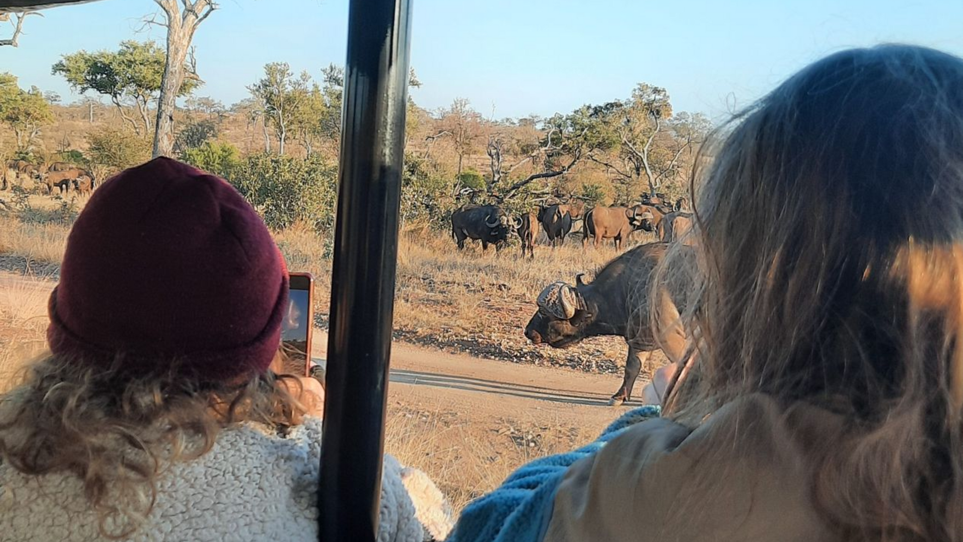 Two people on safari in a vehicle view buffalo herd on dirt road; one person takes photo.