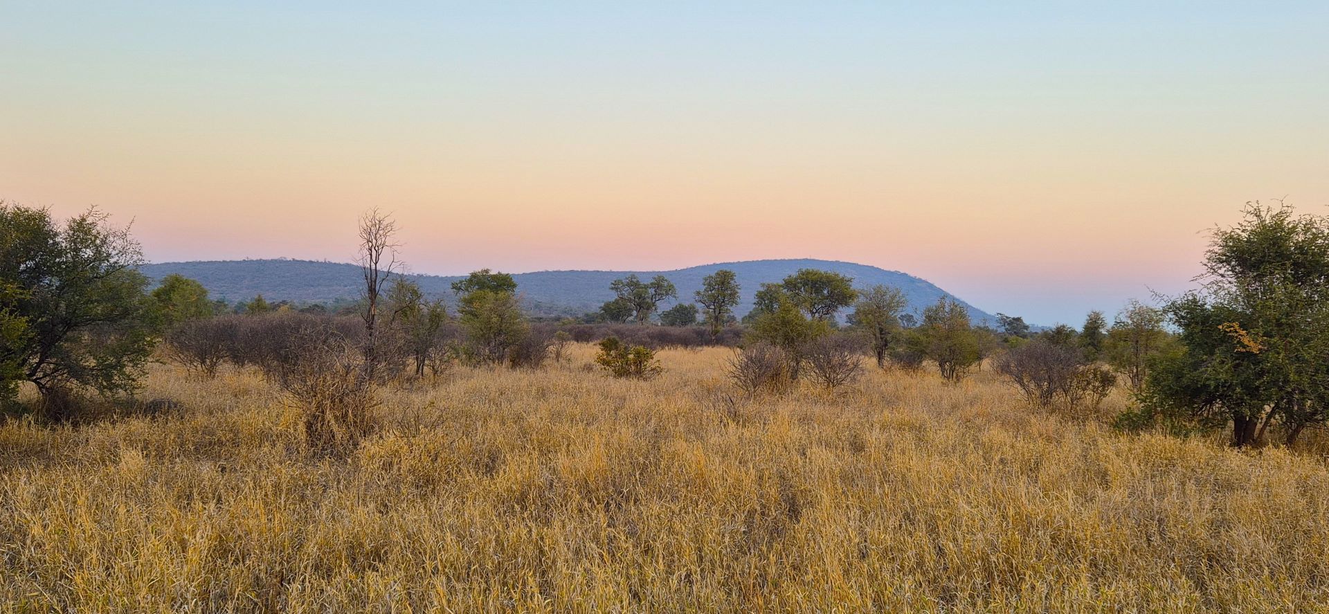 Golden field with low bushes and mountains under a pastel sunset.