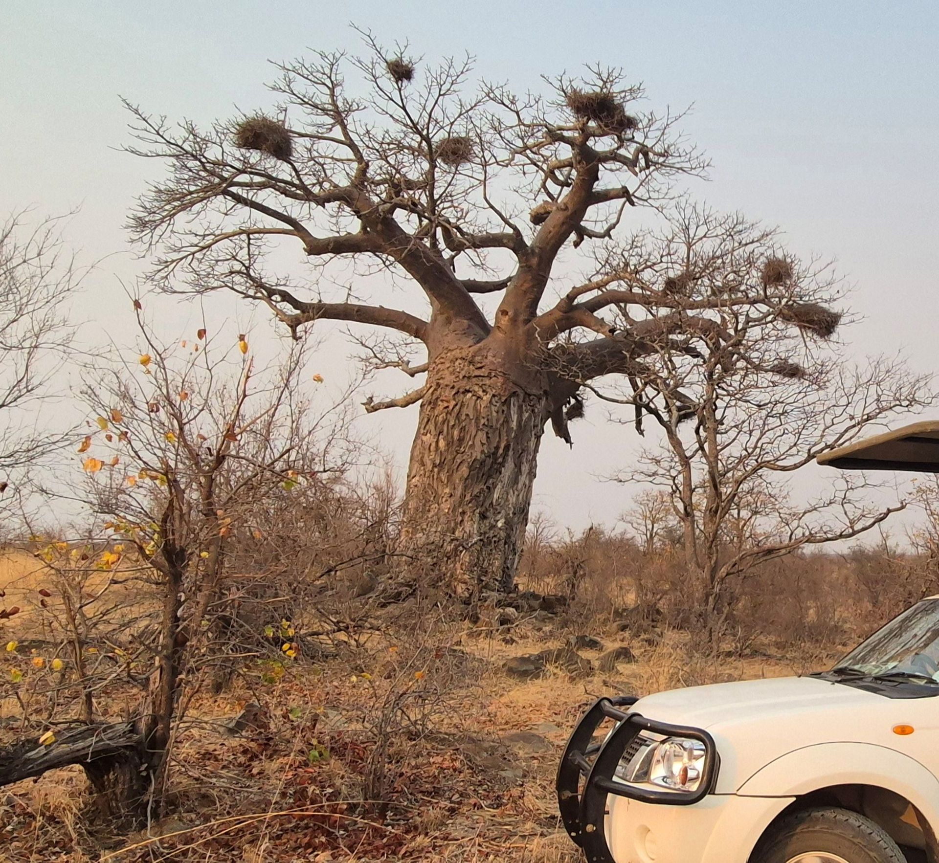 Baobab tree with bird nests, next to a white safari vehicle in a dry, savanna landscape.