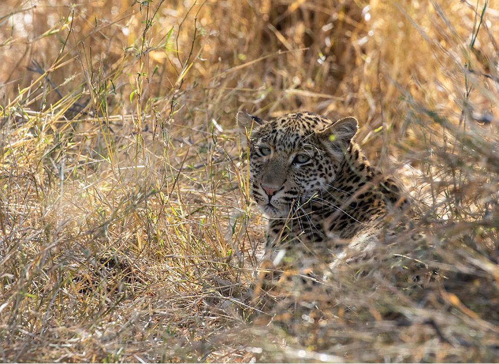 Jaguar camouflaged in tall, dry grass, gazing forward with attentive expression.