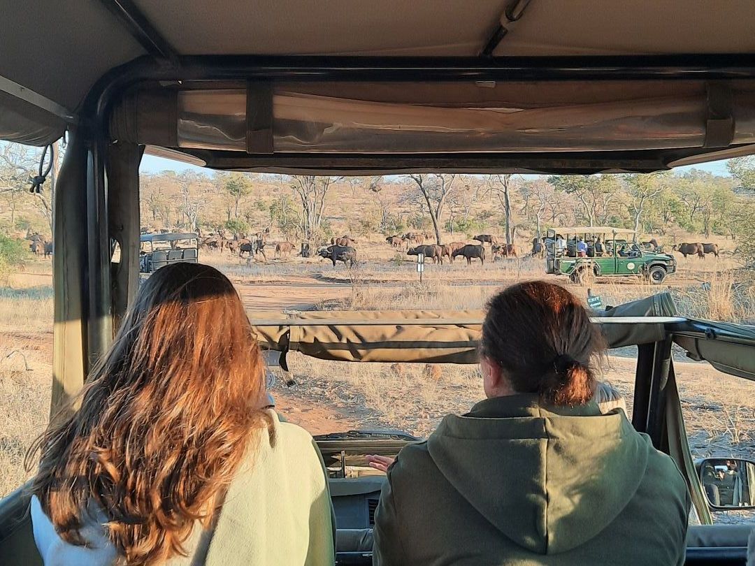 Two women are sitting in a jeep looking at a herd of animals.