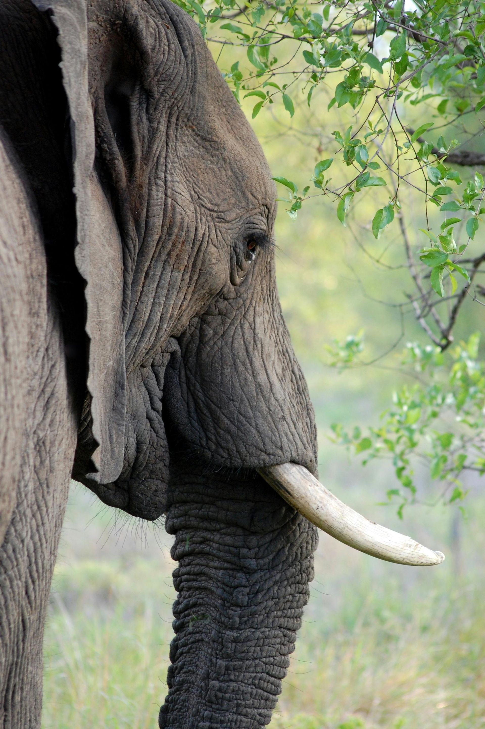 Elephant, side profile, showing trunk, tusk, and ear; green foliage background.