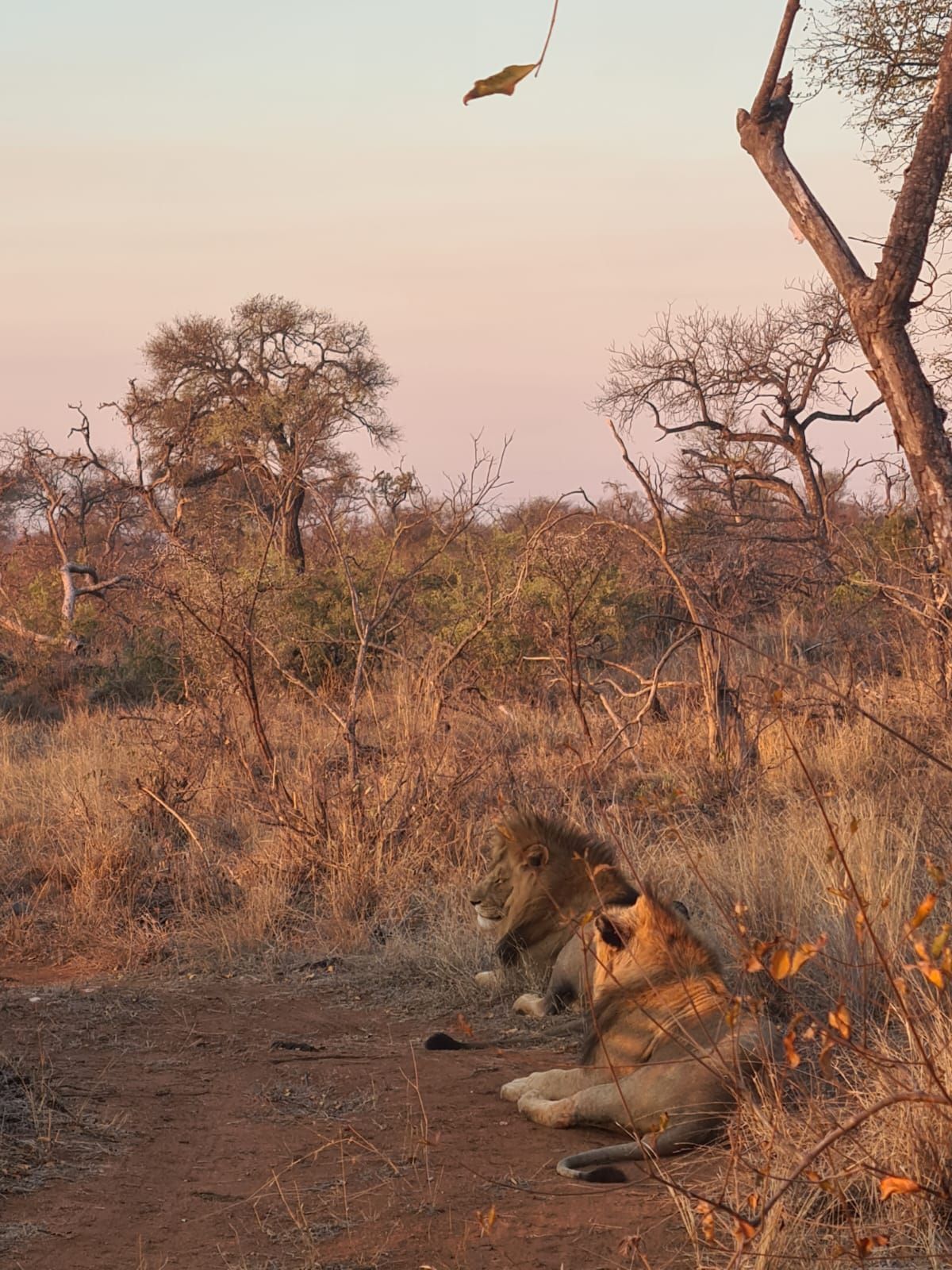 Two lions rest on a dirt path in the African savanna at sunset.