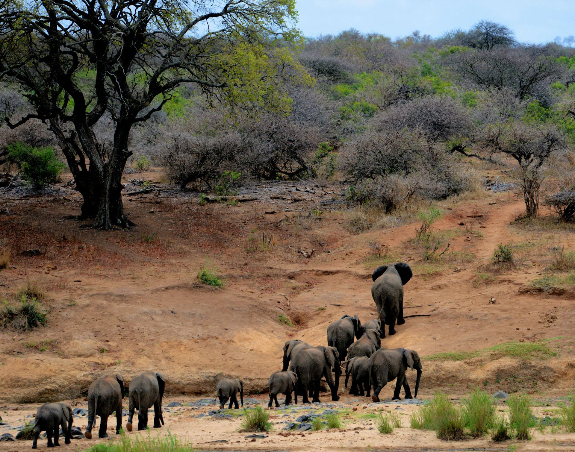 Herd of elephants walking on a dry, dusty landscape with sparse vegetation, led uphill towards trees.