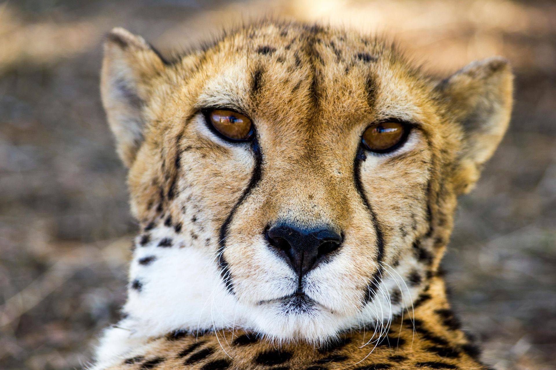 Cheetah close-up, alert with brown eyes, distinctive black tear marks, spotted fur.