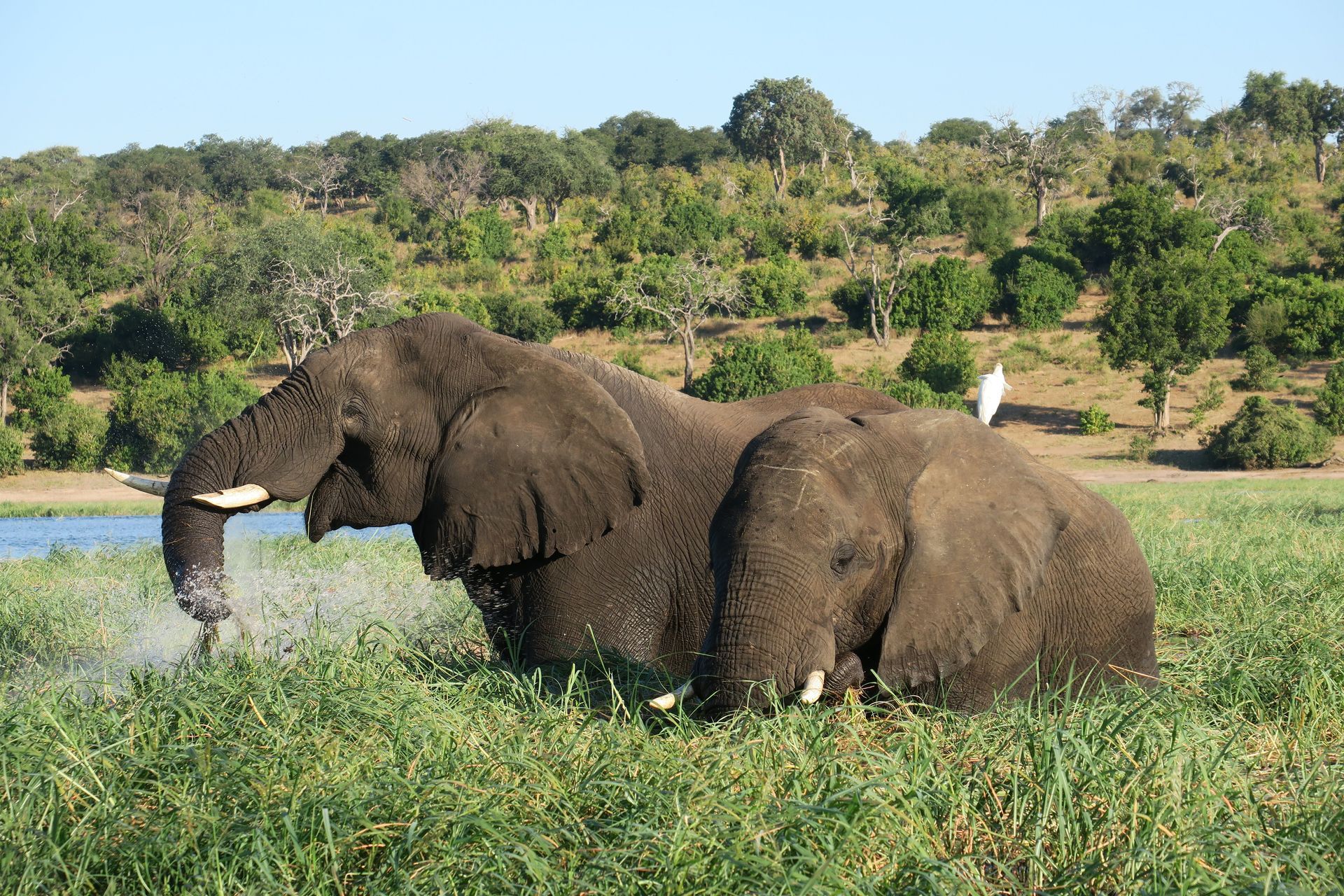 Two elephants standing by a river in tall grass with a wooded hillside behind them