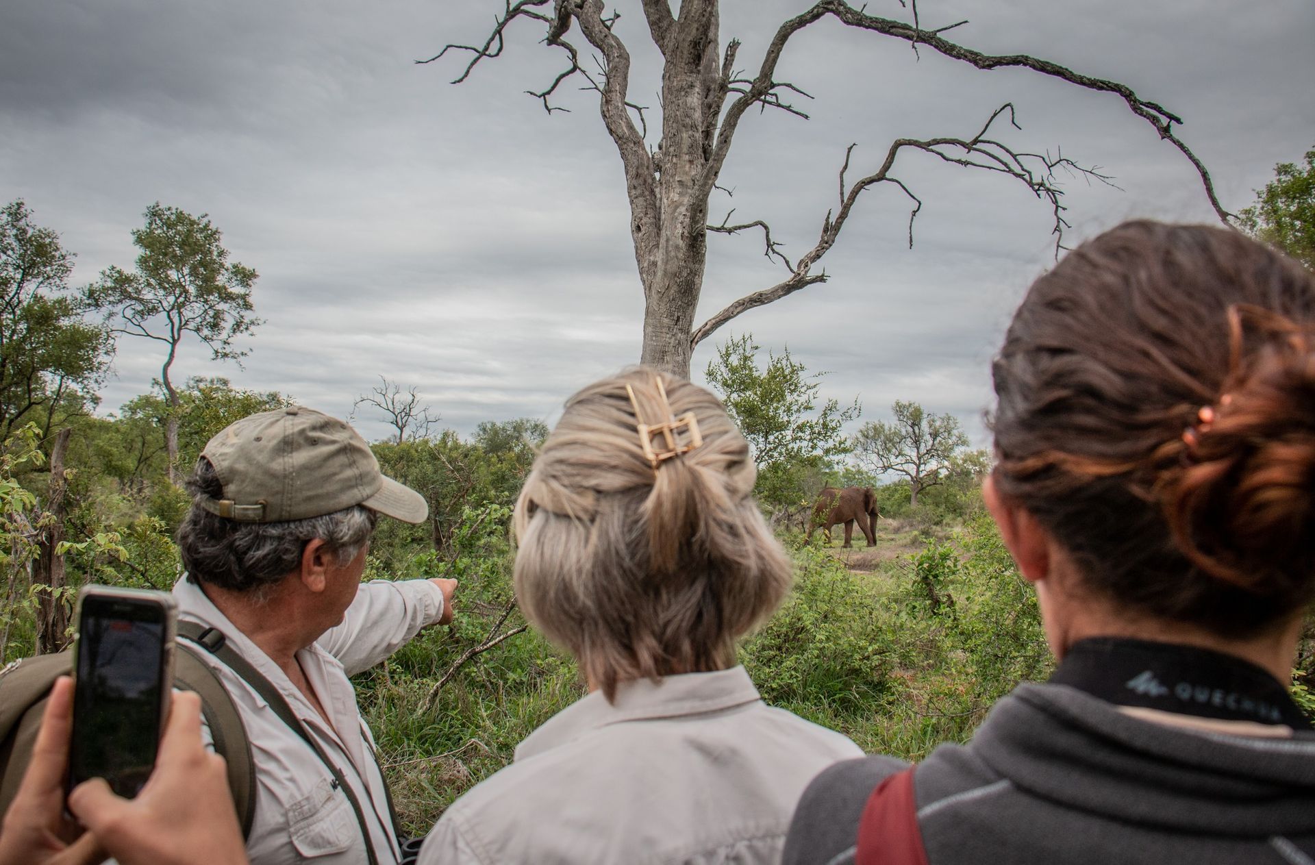 A group of people looking toward an elephant standing in a field near a bare tree in a wilderness area.