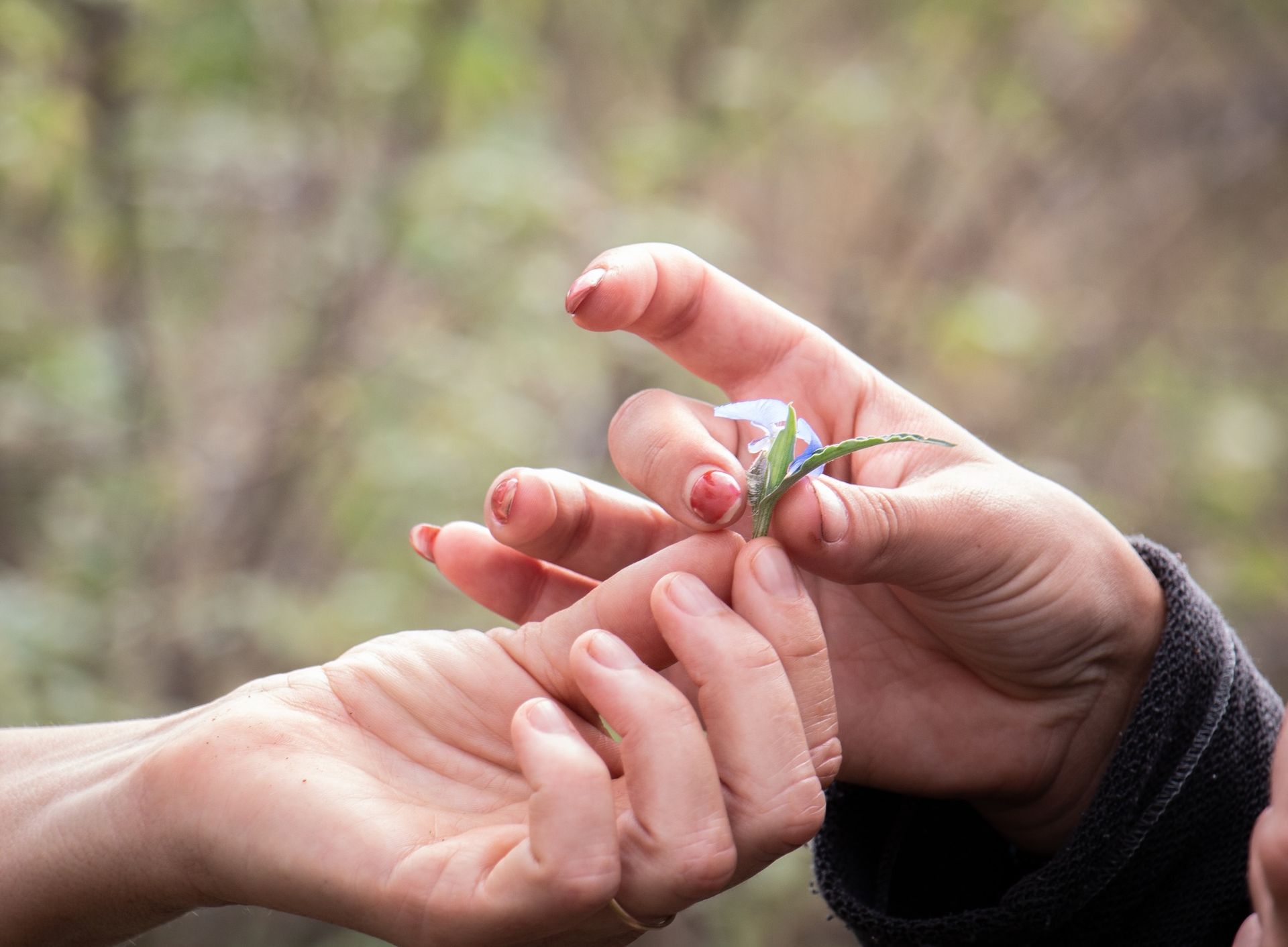 Two hands exchanging a small blue flower, outside.
