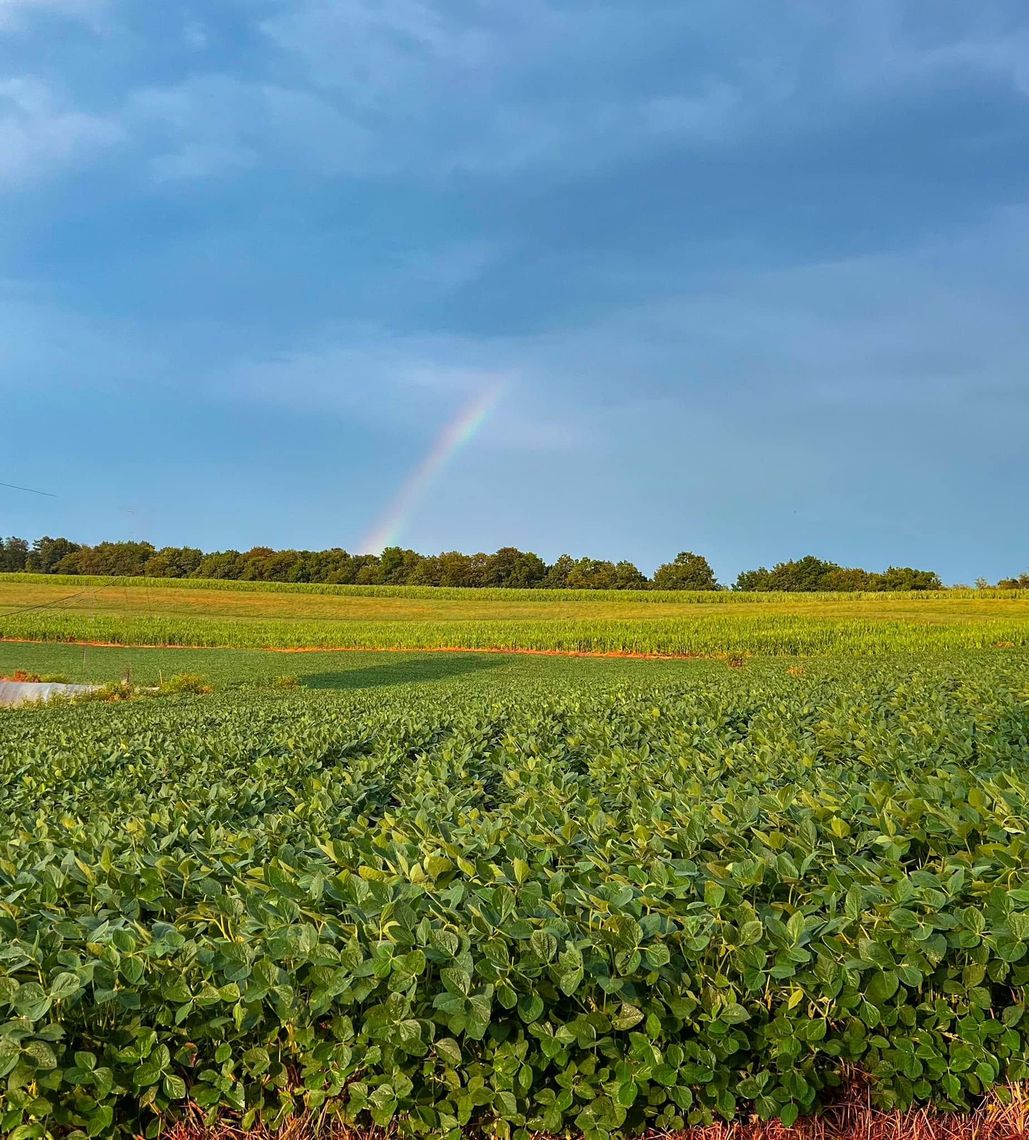 About Neal Family Farm About Neal Family Farm