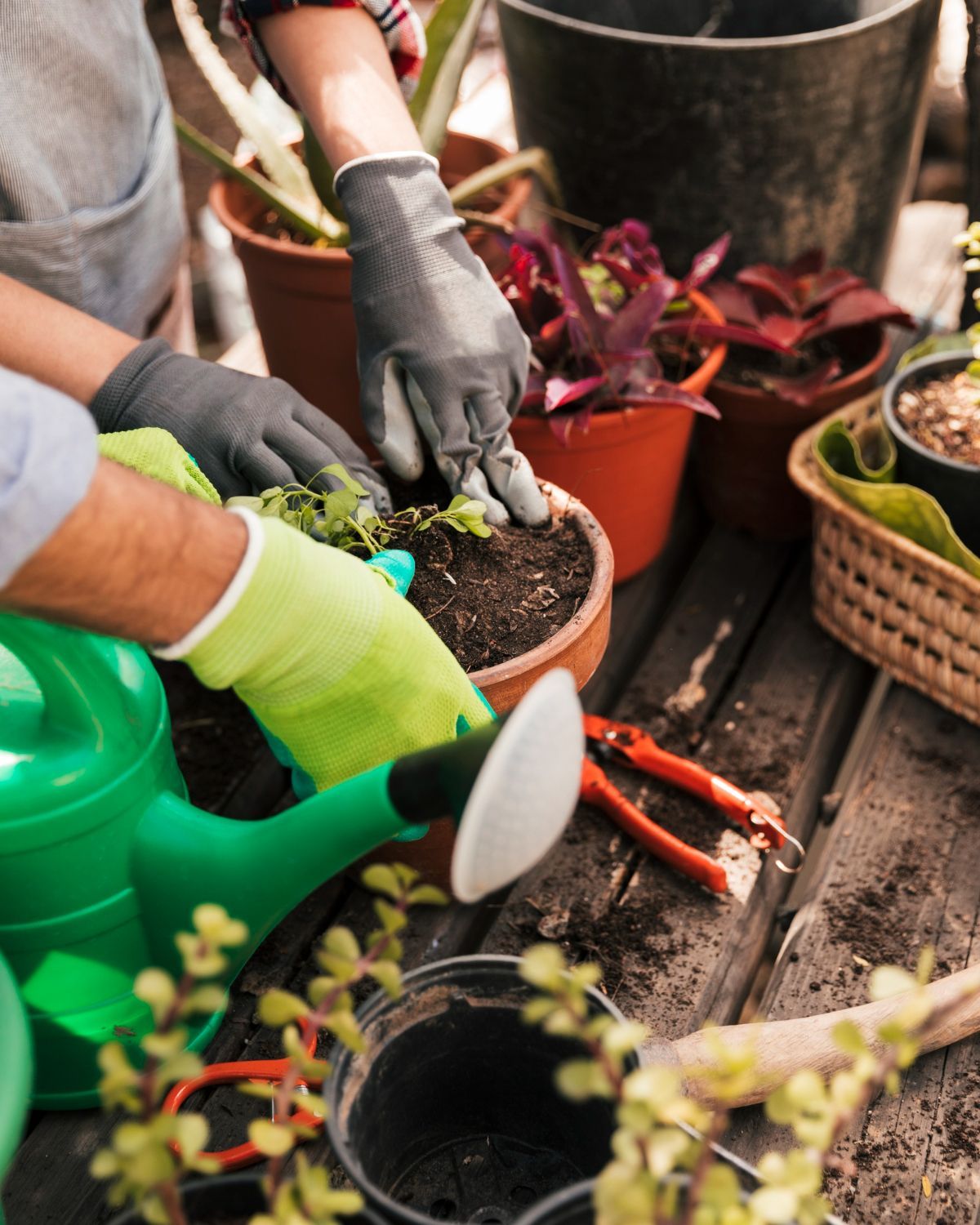 Manos con guantes plantando flores en macetas sobre una mesa de madera. Herramientas de jardinería cerca.