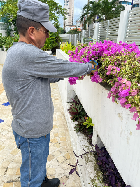 Hombre podando flores de buganvilla moradas en una maceta blanca, con gorra gris y camisa de manga larga.
