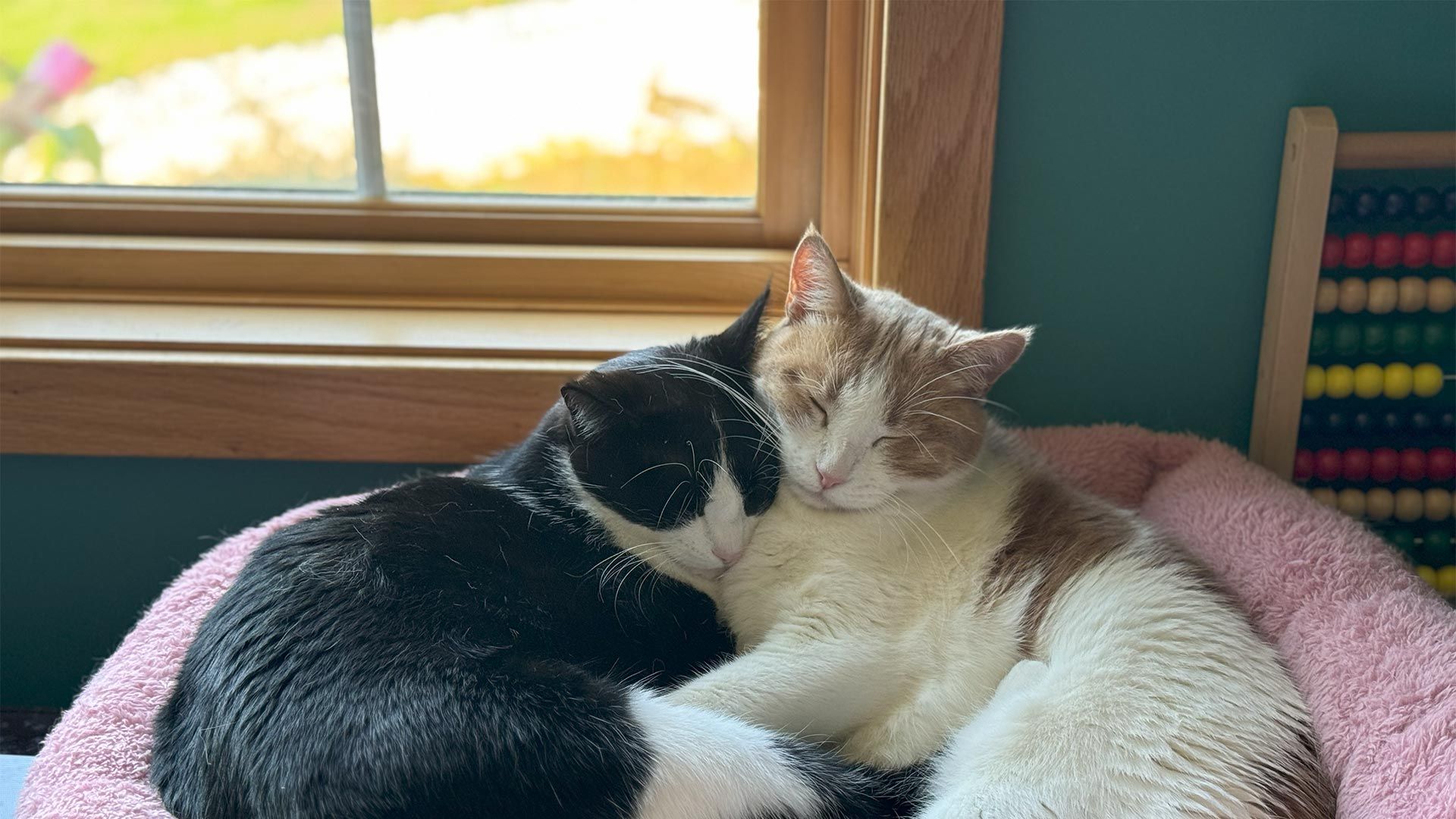 Two cats curled together in a pink bed by a window, one black and white, one cream and white.