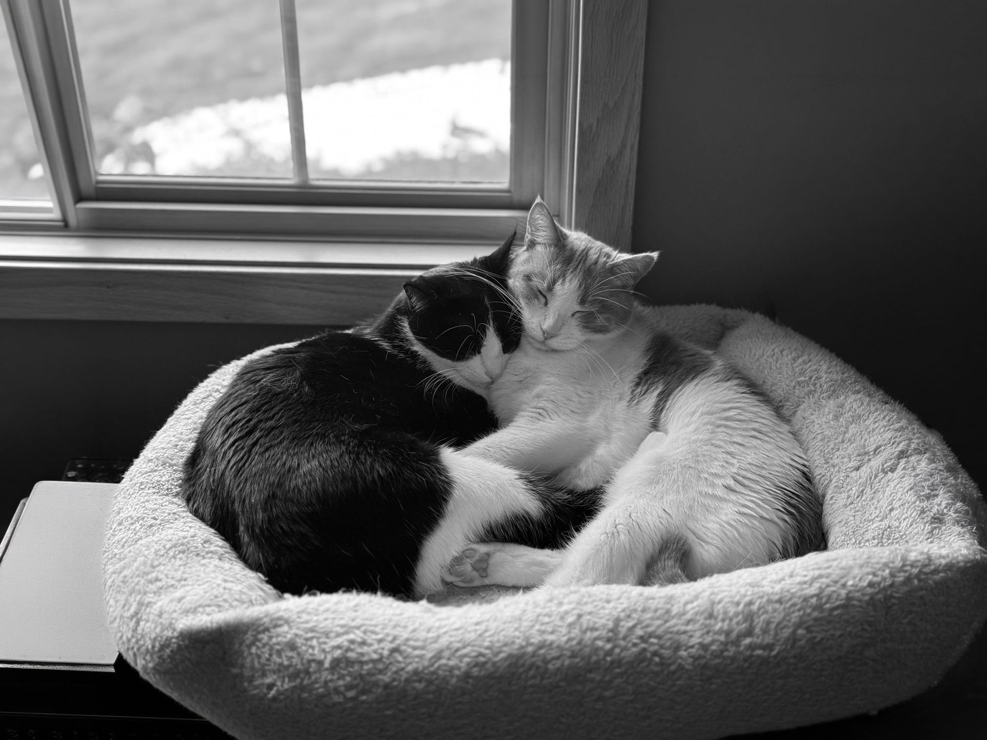 Northwest Animal Hospital